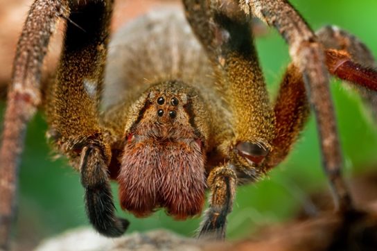 Образ жизни бразильского странствующего паука