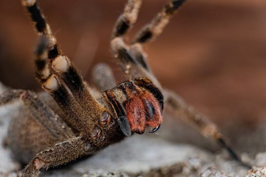 Продолжительность жизни бразильского странствующего паука