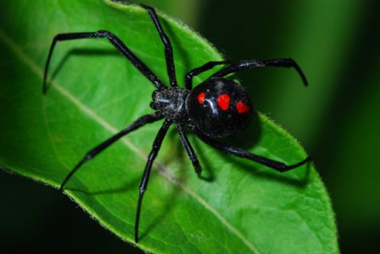 Ядовитый паук черная вдова