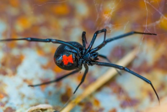 Чем опасен паук черная вдова