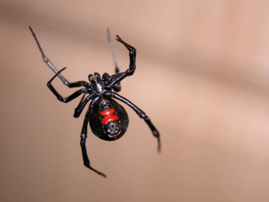 Размножение паука черной вдовы