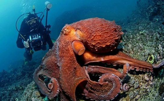 Фото гигантского осьминога