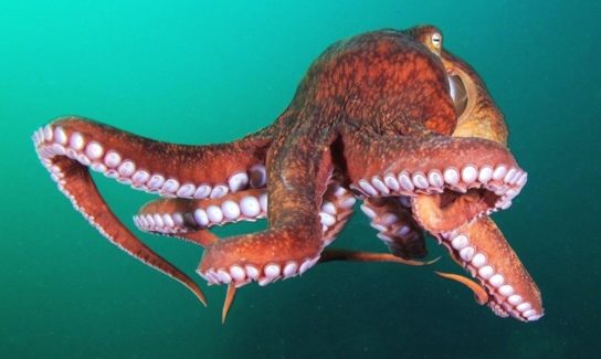 Чем питается гигантский осьминог