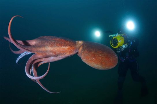 Сообщение о гигантском осьминоге
