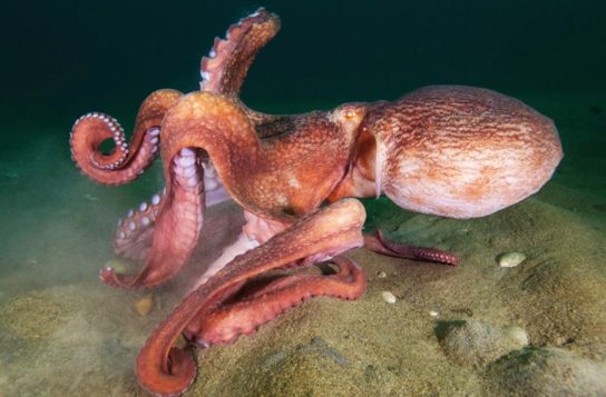Как размножается гигантский осьминог