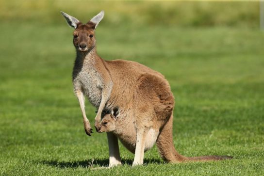 Образ жизни кенгуру