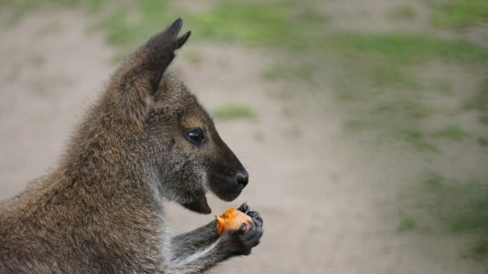 Рацион питания кенгуру