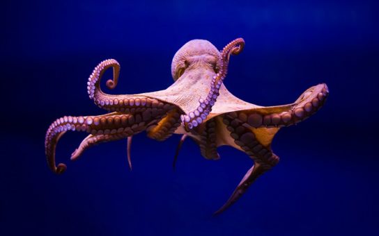 Фото осьминогов
