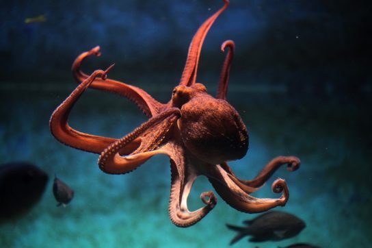 Интересные факты об осьминогах