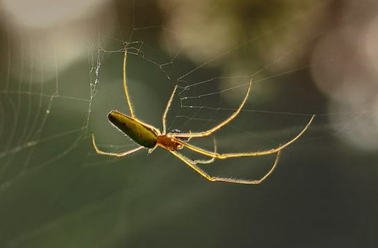 Сообщение о пауке-вязальщике