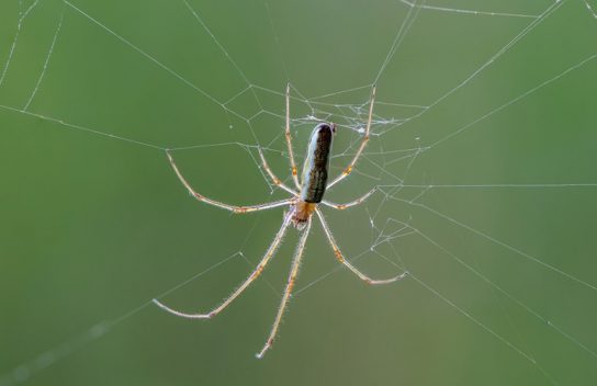 Размножение паука-вязальщика