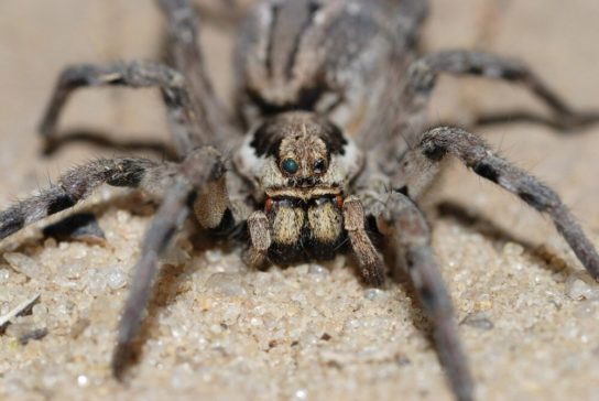 Размножение южнорусского тарантула