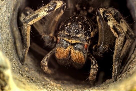 Южнорусский тарантул самка
