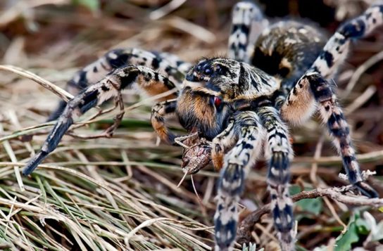 Характеристика южнорусского тарантула