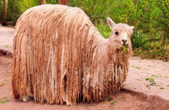 Использование шерсти ламы