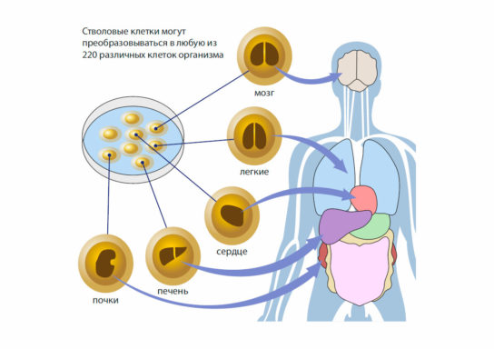 Основные клетки организма человека