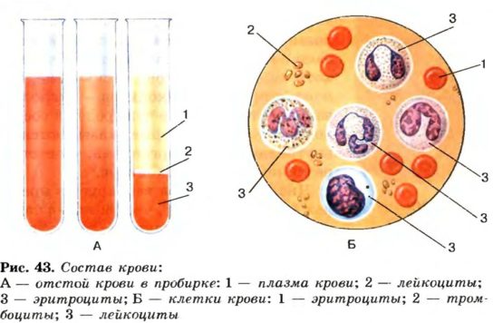 Ядро клетки человека