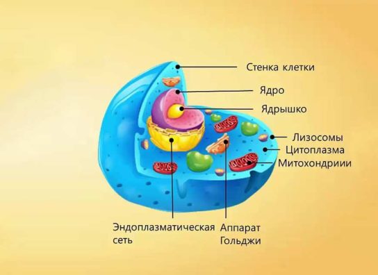 Составляющие клетки человека