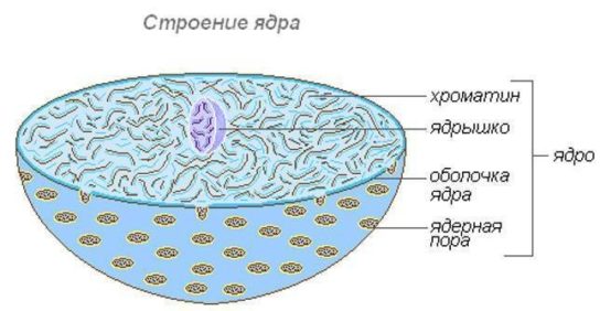 Ядро растительной клетки