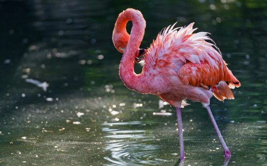 Розовый фламинго - где обитаю