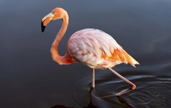 Факты о розовом фламинго
