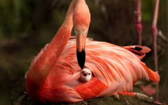 Численность розового фламинго