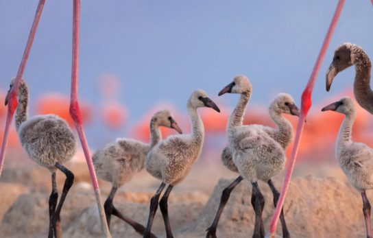 Сколько весит розовое фламинго