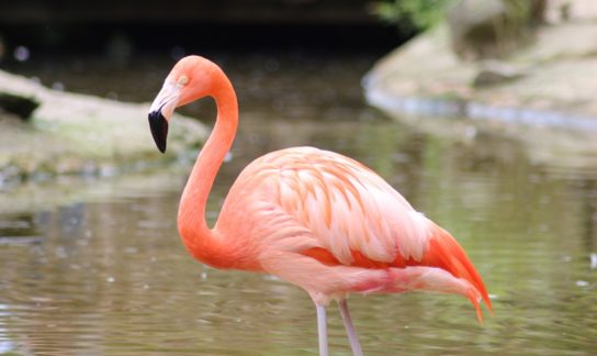 Размножение розового фламинго