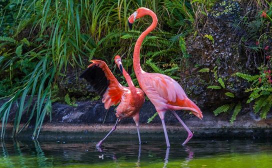 Розовый фламинго занесен в Красную книгу