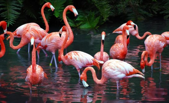 Где живут розовые фламинго