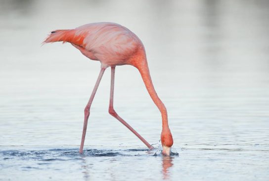 Обитание розовых фламинго
