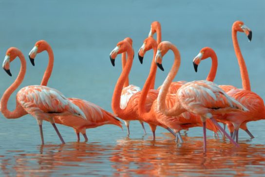 Чем питается розовый фламинго
