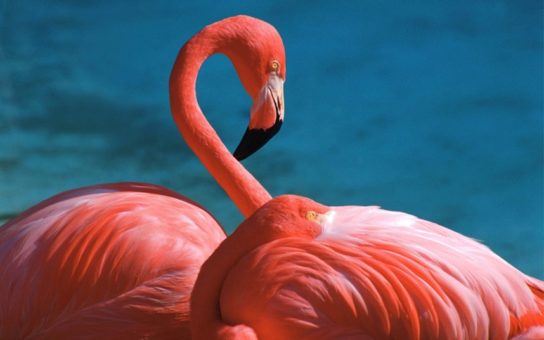 Фото и описание розового фламинго
