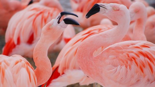 Розовый фламинго - характеристика и описание