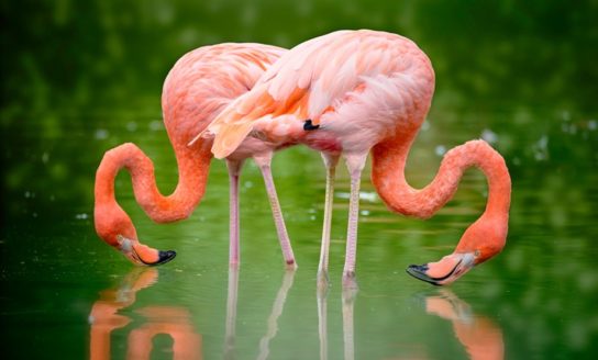 Cреда обитания розового фламинго