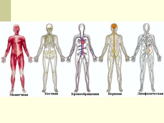 Cистемы органов организма человека