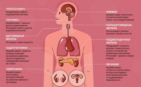 Классификация систем органов человека