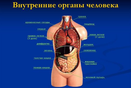 Из чего состоит система органов человека