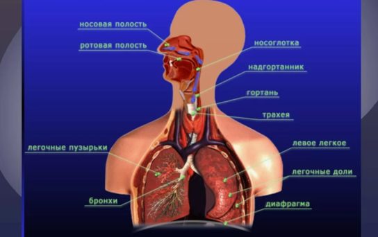 Характеристика систем органов человека
