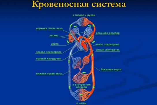 Особенности систем органов человека