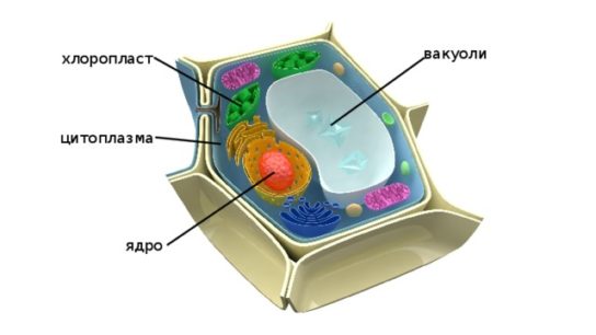 Функция вакуоли в растительной клетке
