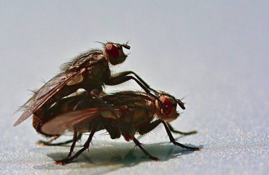 Как размножается муха