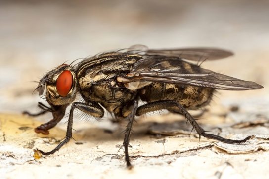 Почему муха насекомое
