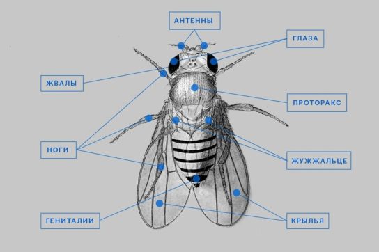 Процесс размножения мух