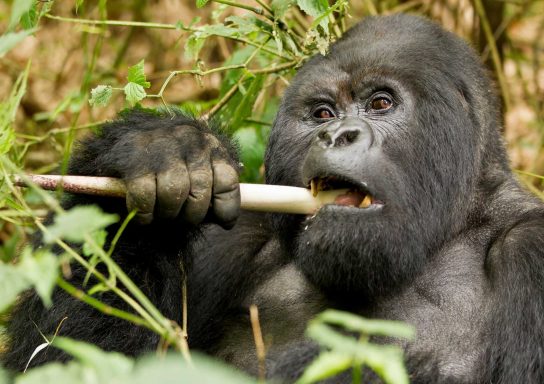 питание горилл