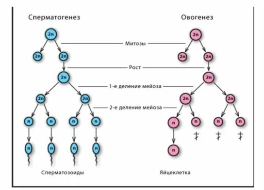 Гаметогенез