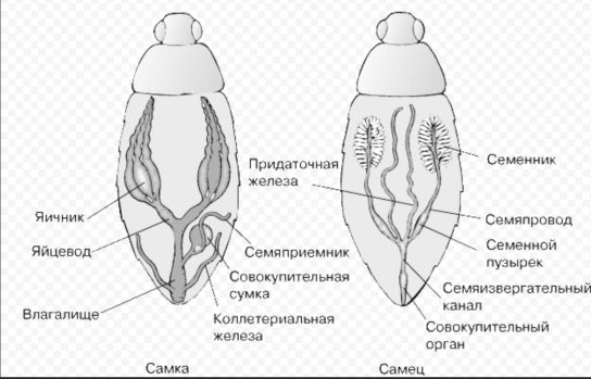 Органы размножения насекомых