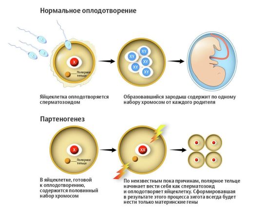 Партеногенез