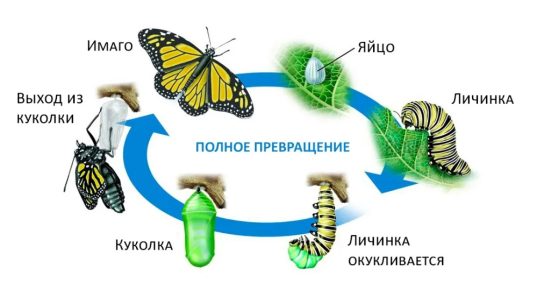 Полное превращение насекомых
