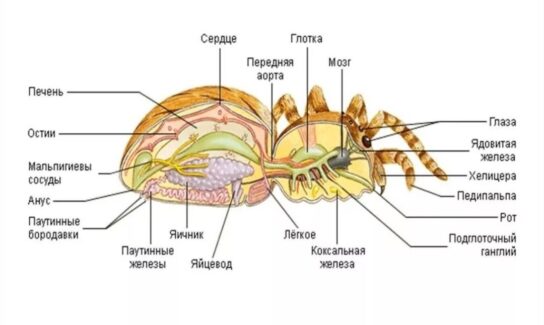 Ноги паука-крестовика